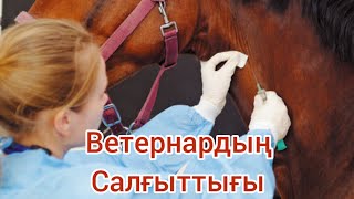 жылқы аяғын ветеринариялық және дәстүрлі еммен емдеу тәсілдері