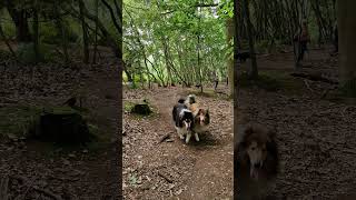 Rough Collies in the Woods