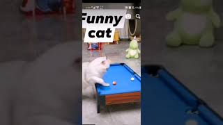 Fanny cat #viral #trending #shortsfeed #shorts #short #youtubeshort #shortsviral #new #explore