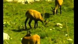 Camoscio appenninico (Rupicapra pyrenaica ornata) - Chamois