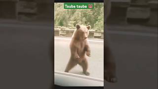 Bear doing tauba tauba dance  #shorts #short #shortsfeed #music