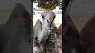 #camel #birds #youtubeshorts #youtubevideos #animals #ytshorts #beautiful #camelactive #camelstory