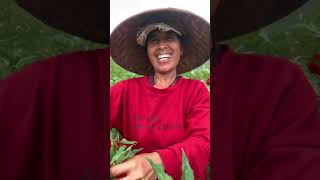 Balinese woman harvest petals for ceremonies 🌺