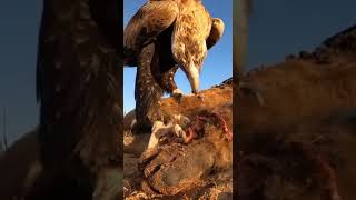 Eagle eating dead Kangaroo face