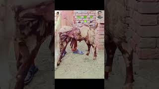 #bakrafight #cowvideos #goat #cuteanimal #cutegoat #babygoats #animalshorts #babyanimal #animalhobby