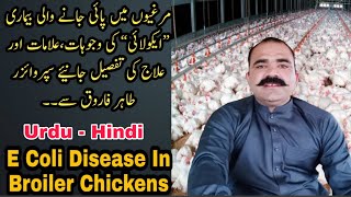 E Coli Disease In Broiler Chicken | برائلر میں ایکولائی بیماری کے متعلق تما معلومات | PPS Poultry