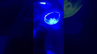 Jellyfish up close! #shorts #jellyfish #sealife #aquarium #auckland #newzealand #ytshorts