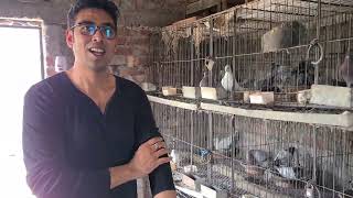 Lawyer Has Smart Pigeon House | Pigeon Lover | Shanto Islam