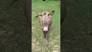 Donkey comes when called