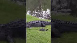 #crocodile and #turtle #aligator #animal #animals #wildlife #wildanimals  #shorts