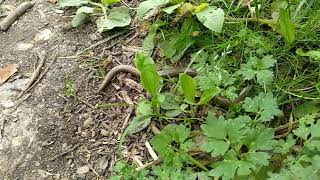 Slow Worm on Ladies Walk