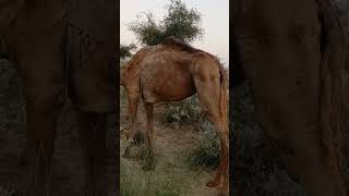 Desret camel #animals #thar #mychannel #highlights #virlashort #viralvideo