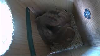 04.09.2024 Third Owlet Hatches