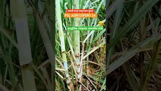 sugar cane farming..#ऊस #sugarcanefarming #banana #agriculuture #garlic #india #song #shorts