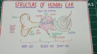 How to draw structure of human ear / Human ear structure drawing step by step / Diagram of human ear