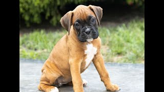 Boxer Puppies for Sale