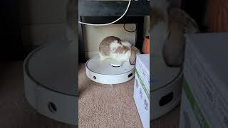 Bunny turns on robo vacuum AGAIN poor critter 🙄