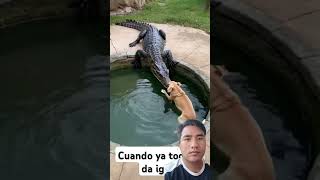 Dog vs Crocodile #animales #wildlife #shorts