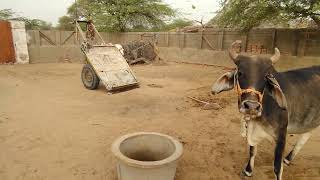 Cows, Goat,, Donkey, and Dog At Village Home! #animals  @Rurallife346