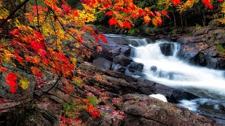 Autumn Leaves Cinematic Drone Video | Interactive