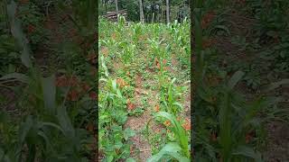 A good duo - maize and beans #shorts #food #farming #maize