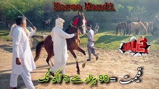 Hourse Mandi In Pakistan | Hourse Mandi In Punjab | Hourse Video | Horse Racing Video