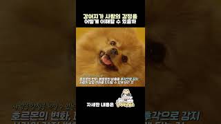 강아지는 사람의 감정을 느낄수 있을까?#shorts