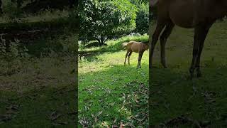 The Foal and the Filly! 🐴🐎 #farm #raising horses