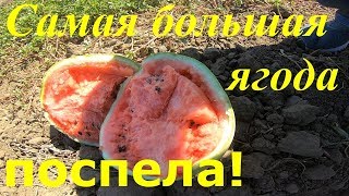 Анапа. Как выбрать идеальный арбуз. Урожай и первая проба.#Анапа#ДомКомфорт