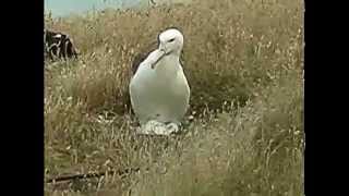 Königs-Albatrosse nisten in Neuseeland - Meister-Segler auf Otago Peninsula