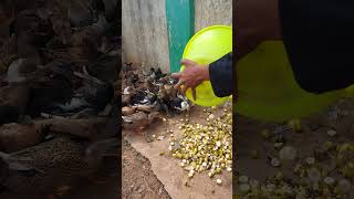 Ducks Eating Yallaki Banana 🍌 😋 #youtubeshorts #viralvideo #trending #birds #duck