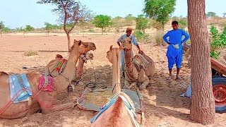 MY VLOG Agriculture of Desert Thar cultivator kaise chalaye #tharigeet