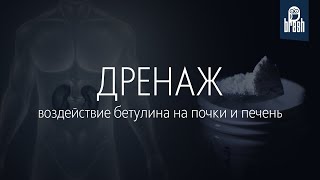 ДРЕНАЖ: воздействие бетулина на почки и печень