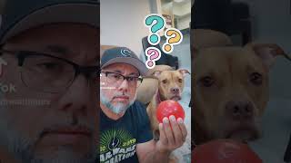 Really? #music #dog #funny #reels #comedyvideos #shorts #shortvideos