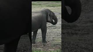 Sri Lankan Elephant #shorts