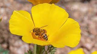 Wildflower Season - Just One More Thing to Love in Arizona!