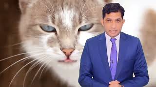 2023 / cat history /  kuch khaas khass batain bili k bary mai  / History of cats in Islam.. 🐈🐈🐈