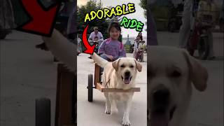 🐶The Adorable After-School Ride: Cute Labrador Fetches His Little Master in a Doggy Wagon! #shorts