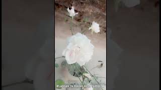 #white Rose...🌹 with beautiful feeling labbaik Ya Rasool Allah(S.A.W)...