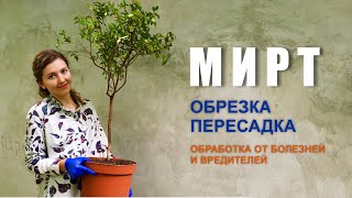 РЕАНИМАЦИЯ МИРТА из заросшего куста делаю аккуратный шарик. Обрезка, пересадка, борьба с белокрылкой