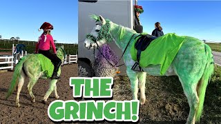 TURNING MY PONY INTO THE GRINCH? - CHRISTMAS SHOWJUMPING VLOG