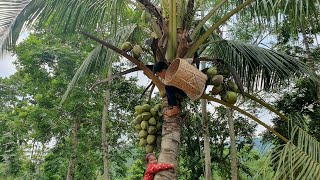 Harvest coconuts and bring them to the market to sell | Triệu Văn Tính