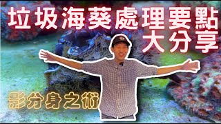 【藍箱水族】垃圾海葵長好多？讓我們來教教你們如何處理？垃圾海葵去除妙招！