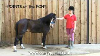 PONY LESSONS: Points of a Pony