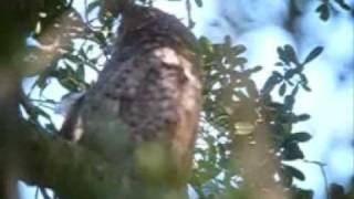 Great Horned Owl. Bubo virginianus..wmv