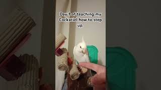 Day 1: Teaching My Cockatiel to Step Up