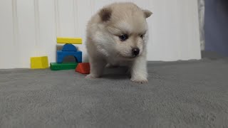 Pomsky Puppy Howie