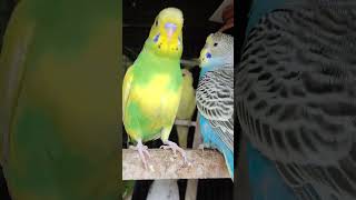 #4k #bird #budgie #viralvideo #akshimokshi8415 #birdslover #babybird #parrot #parakeet