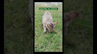 kindness 😺 #feedinganimal #happy #viralvideo #MANIKHAN VLOG