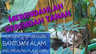 Self healing Ala Kucing|CARA MENYEMBUHKAN dan MENGOBATI DIRI SENDIRI dengan BANTUAN ALAM|Merendahlah